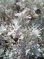 Senecio vira-vira - Senecio leucostachys (en Corse) (02) (Photo F. Mrugala)